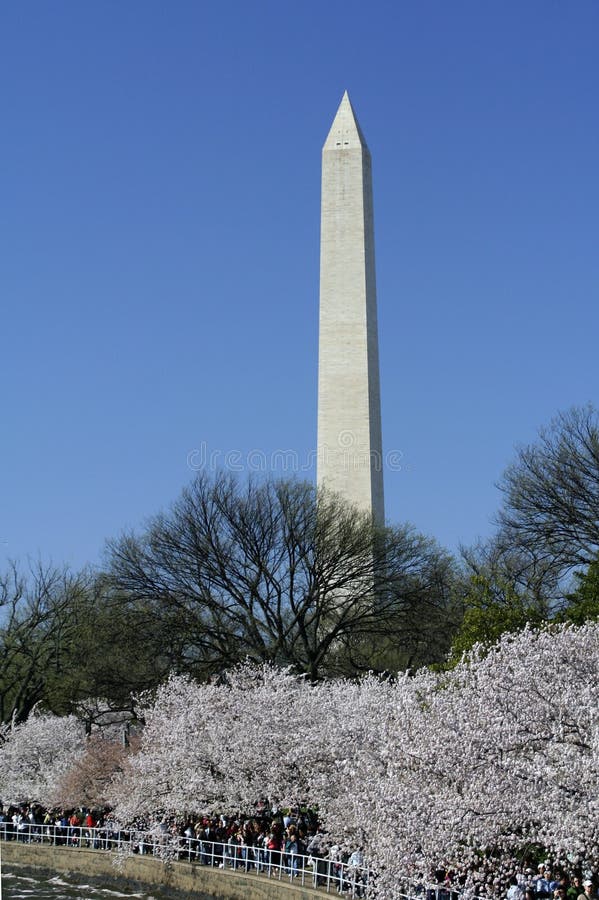 Cherry Blossom In Washington Picture. Image 8839568
