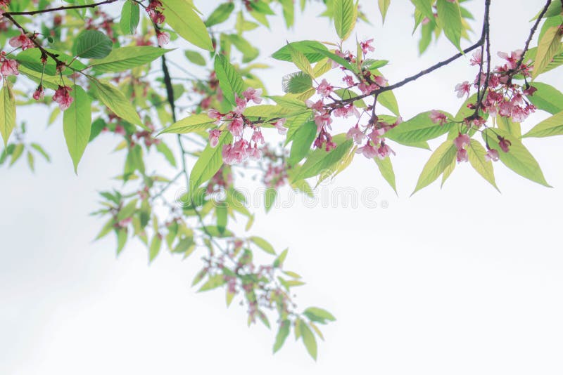 Cherry Blossom On White Background Stock Photo - Image of flora