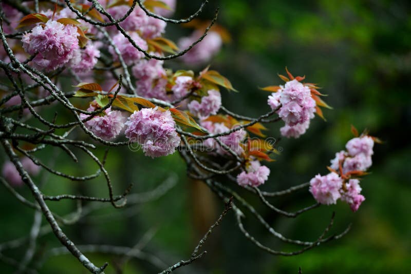 Cherry Blossom, Yoshino, Japan stockbilder Cherry Blossom, Yoshino, Japan stockbilder
