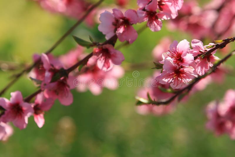 Cherry Blossoms royalty free stock image Cherry Blossoms royalty free stock image