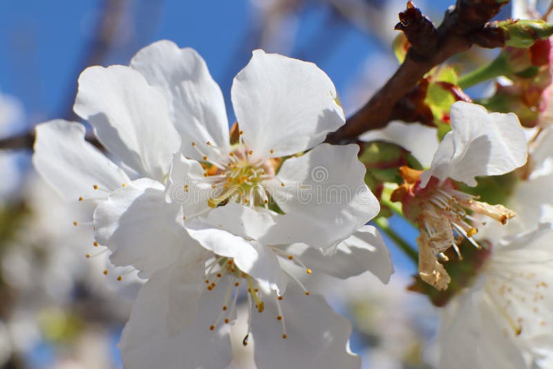 107 Valencia Orange Blossoms Stock Photos Free & RoyaltyFree Stock
