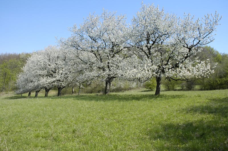 Cherry blossoms