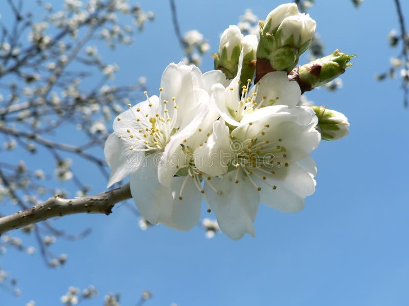 Cherry blossoms