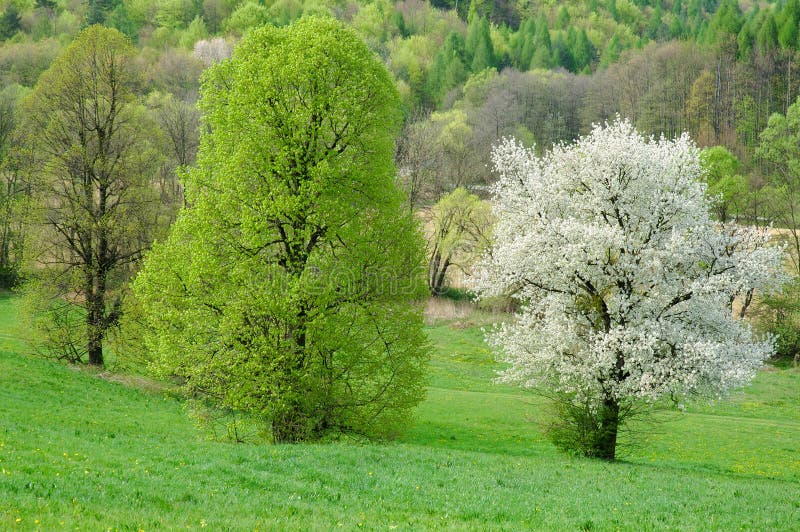 Cherry blossoms