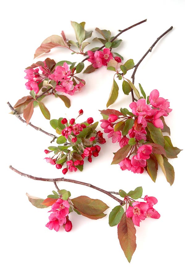 Cherry blossoms stock image. Image of leaves, scent, bright 2445551