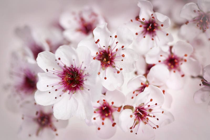 Cherry blossoms border stock photo. Image of nature, detail - 24721184