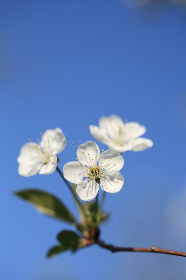 Cherry blossoms stock photography