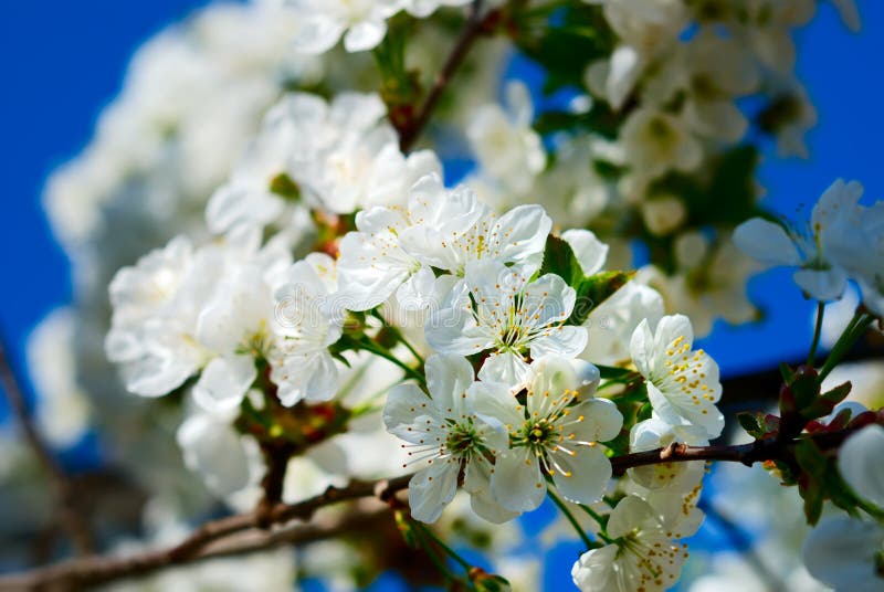 Spring stock image. Image of blue, branch, white, cherry - 24178047