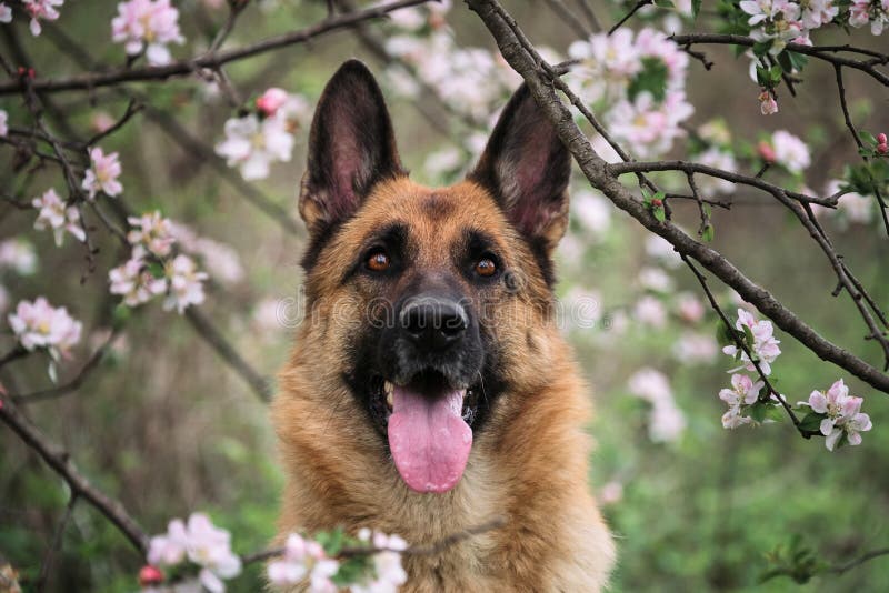 Cherry blossoms and apple trees. German Shepherd black and red color and blooming gardens. Portrait of domestic dog in luxurious