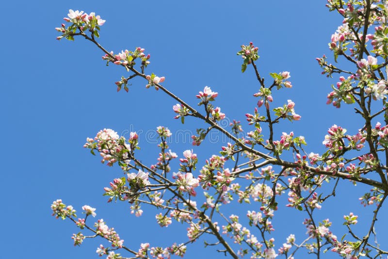 Cherry Blossoms in White Pink in Spring Stock Image Image of blossoms