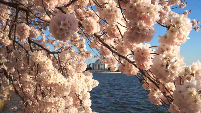 Cherry Blossoms auf Windy Spring Day