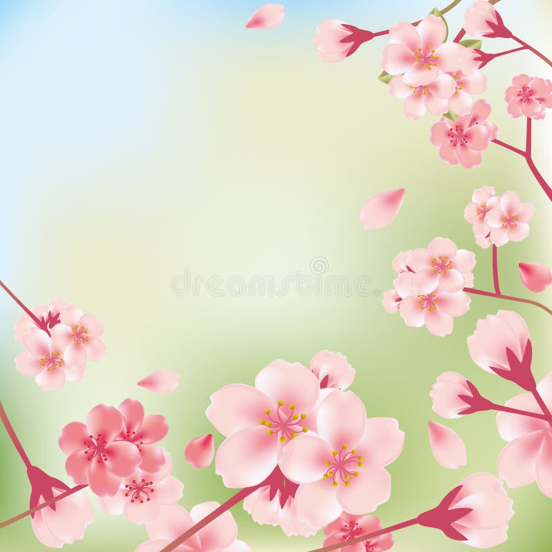 Cherry blossoms background royalty free illustration