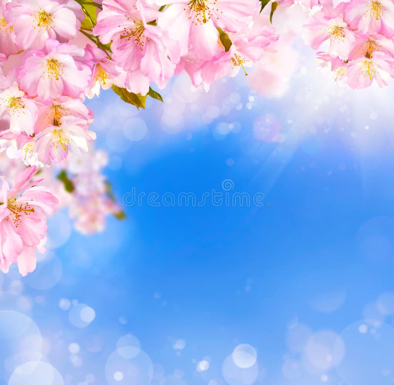 Blue and pink background with cherry blossoms framing the sky and bokeh light effects. Blue and pink background with cherry blossoms framing the sky and bokeh light effects