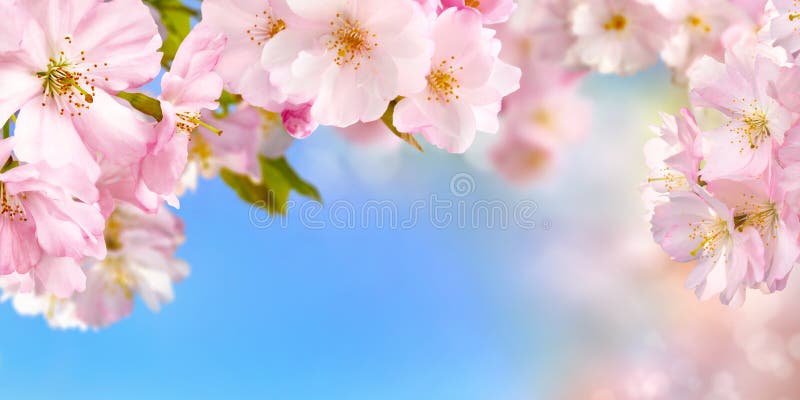 Blue and pink wide background with cherry blossoms framing the bright vibrant sky, shallow focus. Blue and pink wide background with cherry blossoms framing the bright vibrant sky, shallow focus