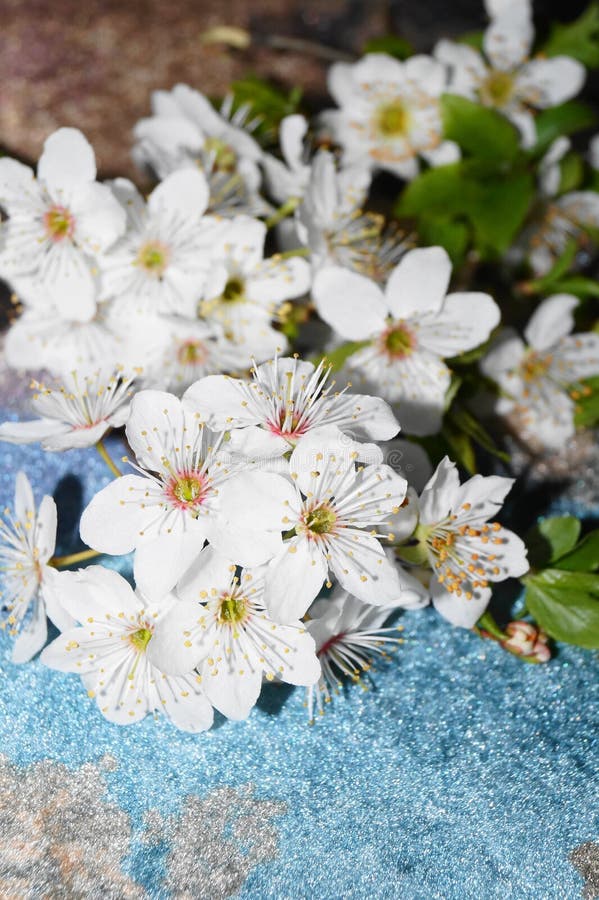 Cherry blossoms stock image. Image of blossoms, grace 69531947
