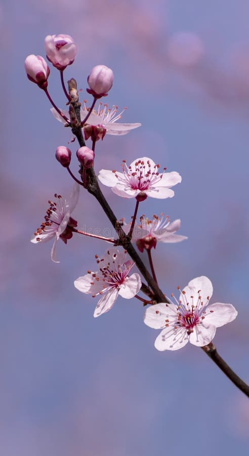 Cherry Blossoms on a Blurry Background of Blue Sky. Blooming Sakura. Wallpaper. Minimalistic Spring Vertical Banner Stock Photo - Image of background, april: 175231112 Cherry Blossoms on a Blurry Background of Blue Sky. Blooming Sakura. Wallpaper. Minimalistic Spring Vertical Banner Stock Photo - Image of background, april: 175231112