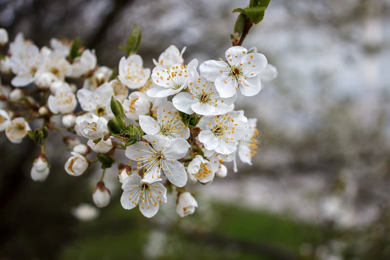 Cherry Blossoms on a Branch Stock Photo Image of people, beauty