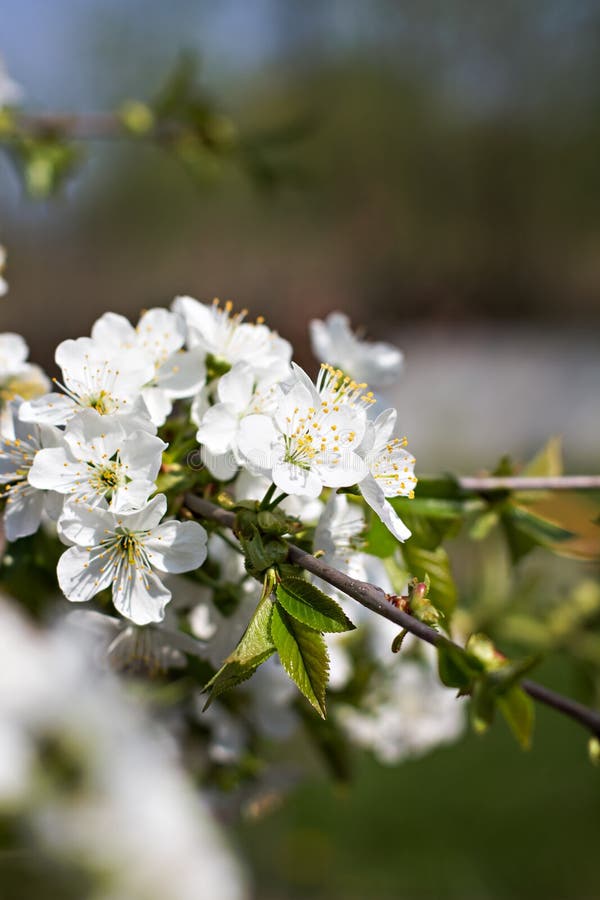 Cherry Blossoms on a Branch Stock Image Image of ornamental, park
