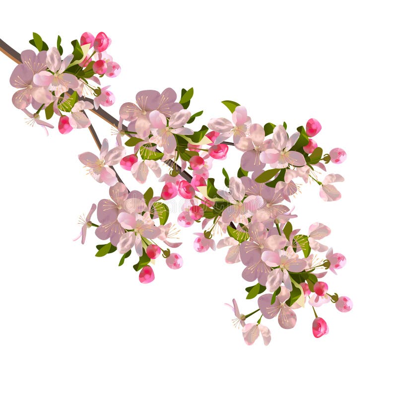 Cherry blossoms branch