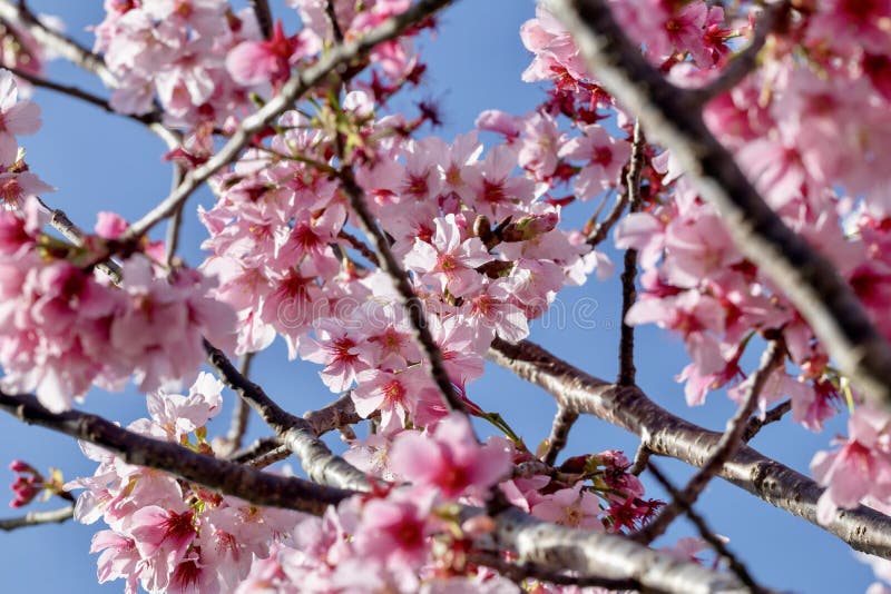 Cherry Blossoms On Branches Stock Photo Image Of Delicate Branches