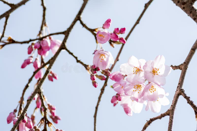 Cherry Blossoms and Branches Stock Photo Image of blue, flower 64203152