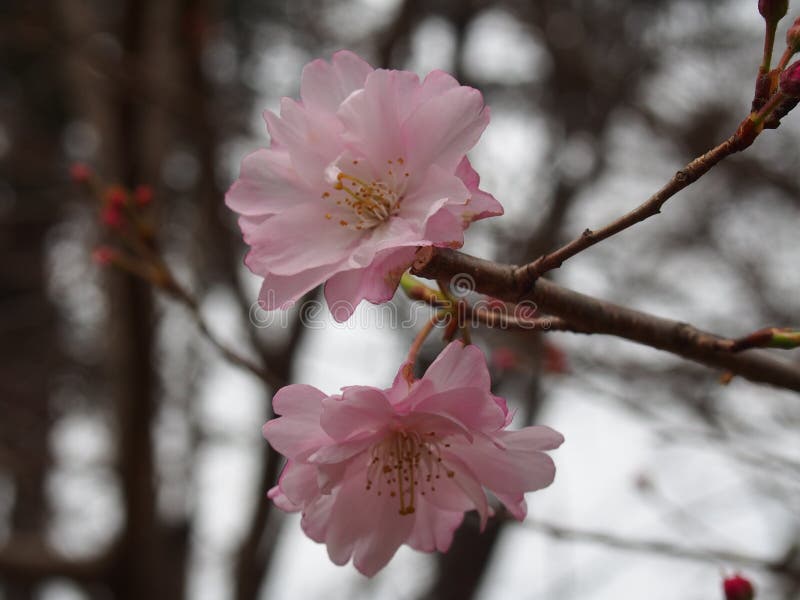 Cherry blossoms Cerasus `Maihime` at Ueno Park royalty free stock image Cherry blossoms Cerasus `Maihime` at Ueno Park royalty free stock image