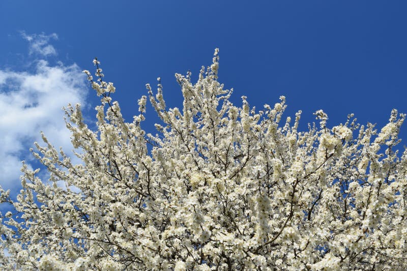 Cherry Blossoms, city park stock image. Image of springtime 275862501