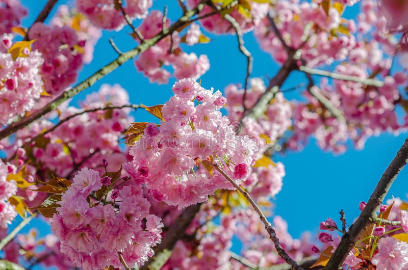 Cherry Blossoms In The City Pink Flowers On Branches Stock Photo