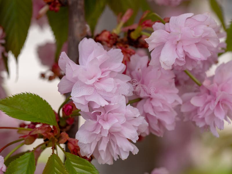 Cherry Blossoms conocido como cereza, Sakura o serrulata japon?s del Prunus foto de archivo libre de regalías Cherry Blossoms conocido como cereza, Sakura o serrulata japon?s del Prunus foto de archivo libre de regalías