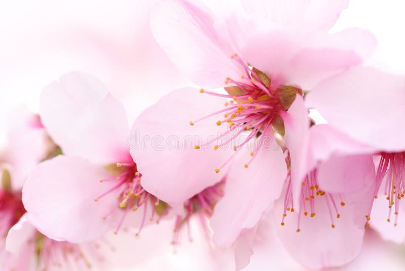 Cherry Blossom Macro I stock photo. Image of beautiful 12617032