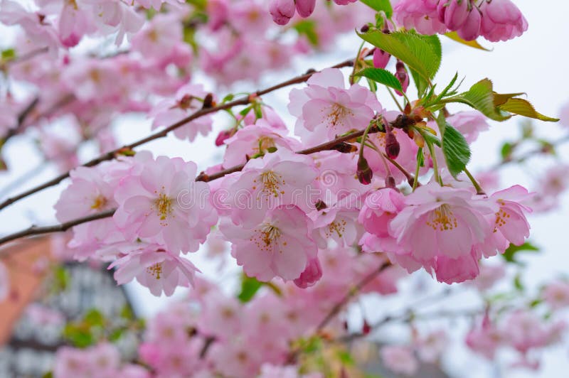 Cherry Blossoms and a European Town Stock Photo Image of japanese