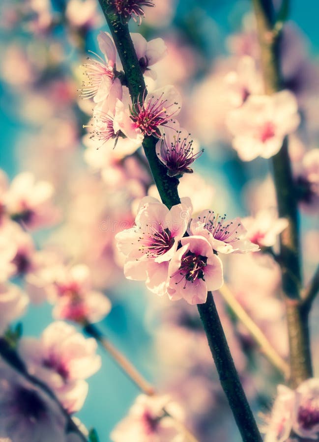 Cherry blossoms