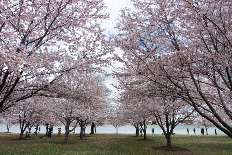 Cherry Blossoms at Fort McHenry in Baltimore Maryland Editorial Image