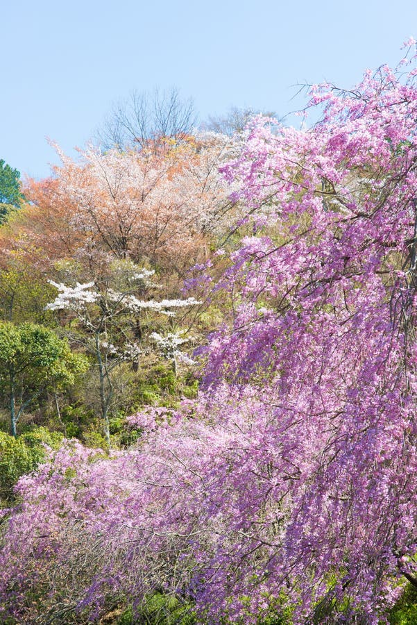 Cherry Blossoms in Full Bloom Stock Photo Image of tree, flowers