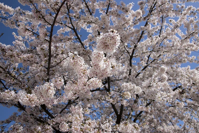 Cherry Blossoms Full in Bloom during Spring Editorial Stock Image