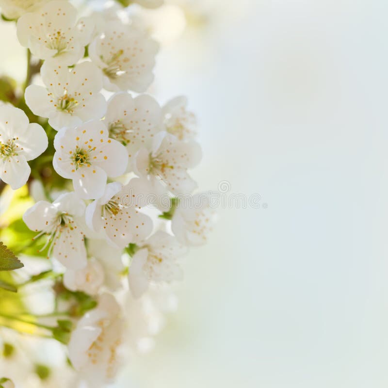 Cherry Blossoms with Green Leaves Stock Photo Image of beautiful, flora 50844458