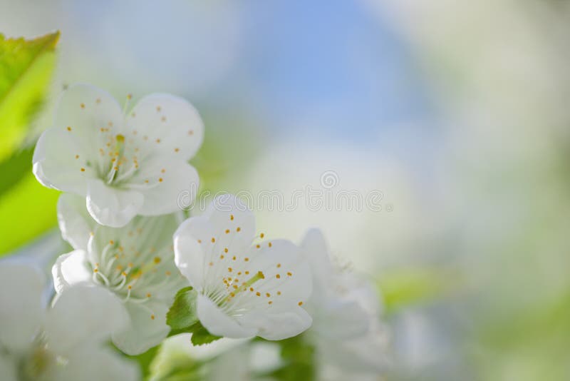 Cherry Blossoms with Green Leaves Stock Photo Image of beautiful, blooming 52164390