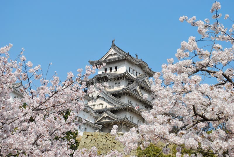 Cherry blossoms at Himeji castle