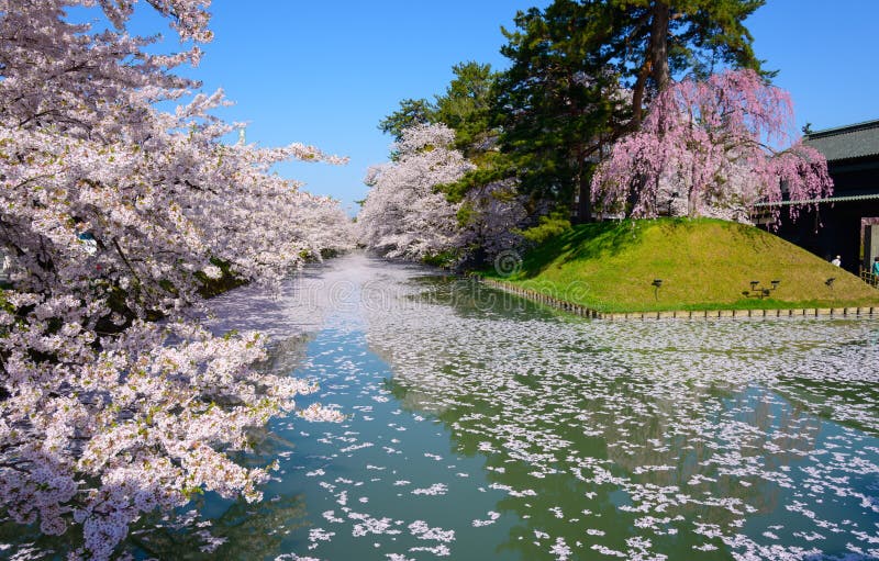 Cherry Blossoms at Hirosaki Park Stock Photo - Image of ruin, park ...