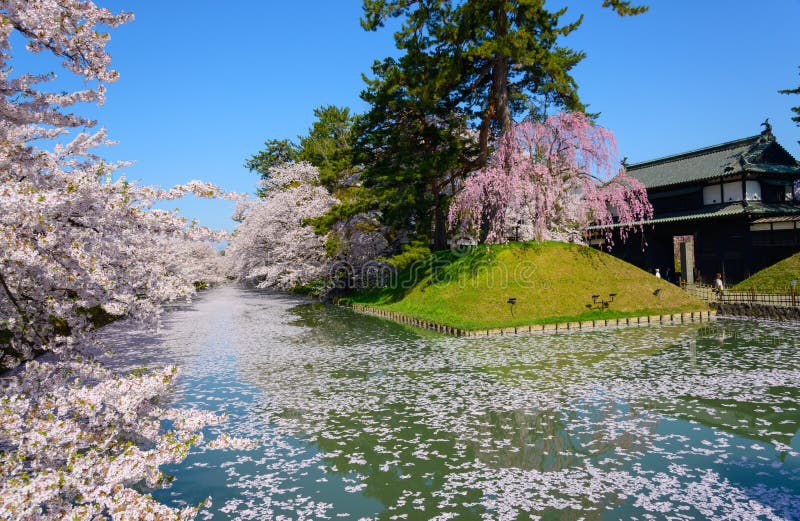 Cherry Blossoms at Hirosaki Park Stock Image - Image of cherry, season ...