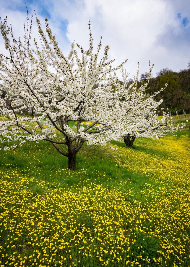 Cherry Blossoms on the Italian Hills in Spring. Stock Photo Image of