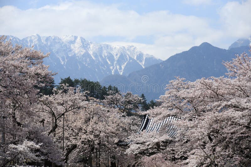 Cherry Blossoms at Jissouji temple