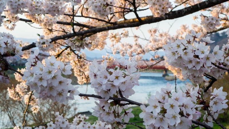 Cherry blossoms in Kakunodate royalty free stock image Cherry blossoms in Kakunodate royalty free stock image