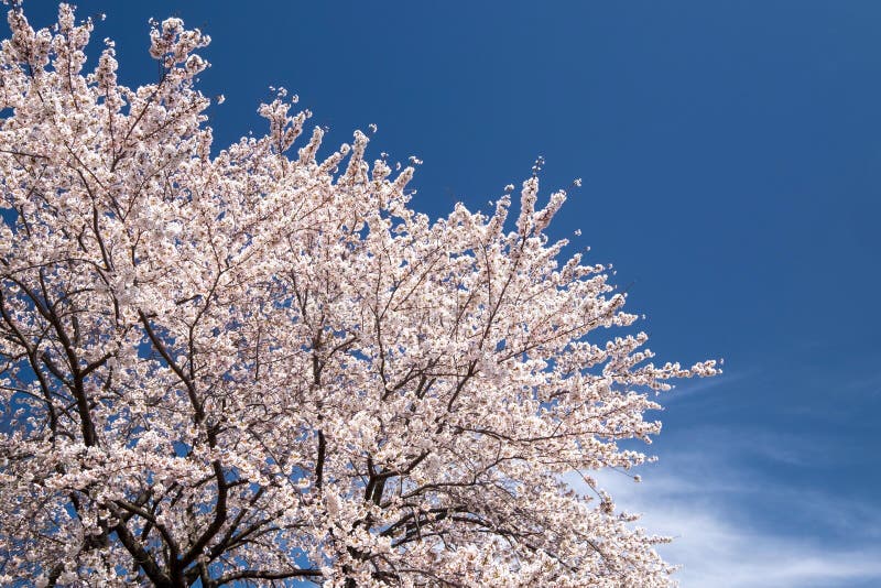 Cherry Blossoms At Kawaguchiko Lake Japan Stock Image Image Of Lake