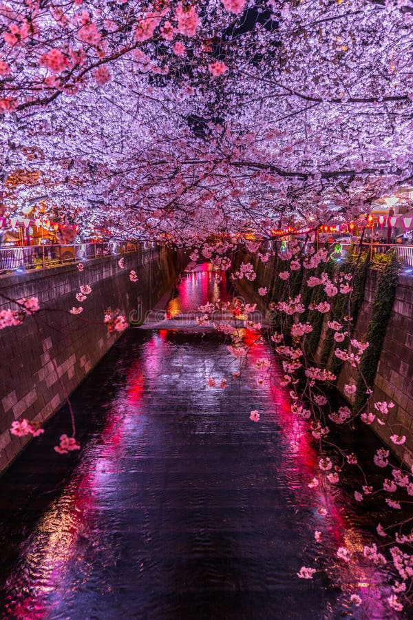 Cherry Blossoms of the Meguro River Stock Image - Image of emotional ...