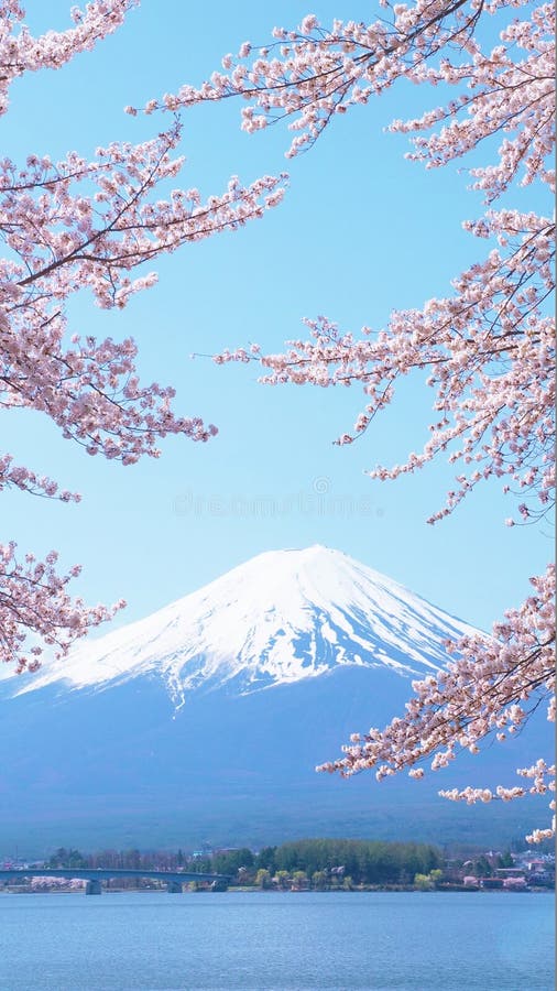 Cherry-blossoms and Mount Fuji which are viewed from Lake Kawaguchiko in Yamanashi, Japan royalty free stock images Cherry-blossoms and Mount Fuji which are viewed from Lake Kawaguchiko in Yamanashi, Japan royalty free stock images