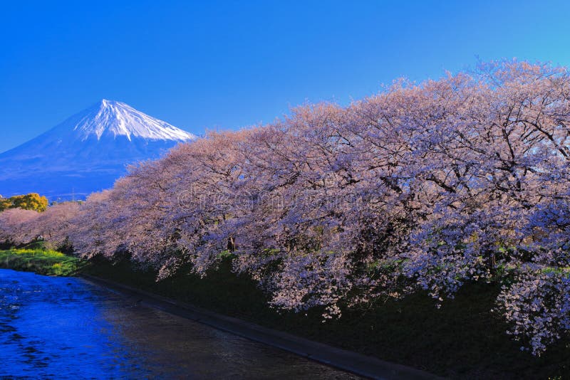 Cherry Blossoms and Mt. Fuji with Blue Sky from Ryuganbuchi Urui River ...