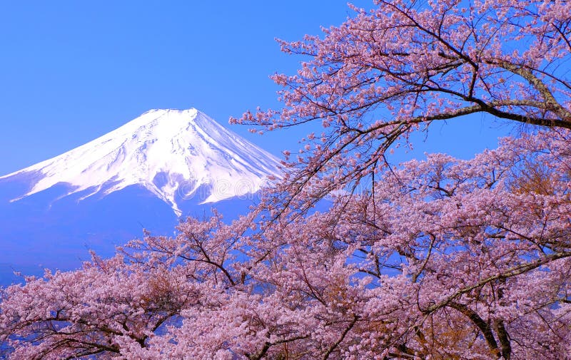 Cherry Blossoms and Mt.Fuji from Fujimi Kotoku Park in Fujiyoshida City ...