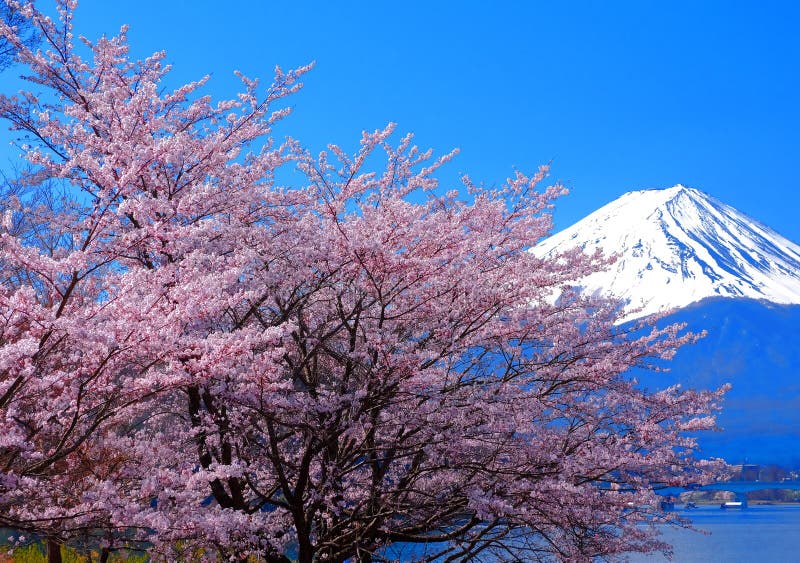 Cherry Blossoms and Mt. Fuji from the Lake`Kawaguchiko` Japan Stock ...