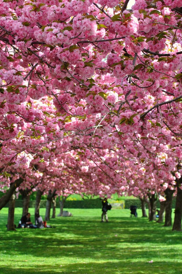Cherry Blossoms in New York Botanical Gardens Editorial Image Image